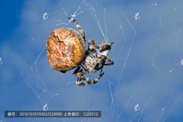 蜘蛛在蜘蛛網(wǎng)1