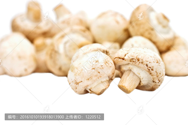 鮮蘑菇
