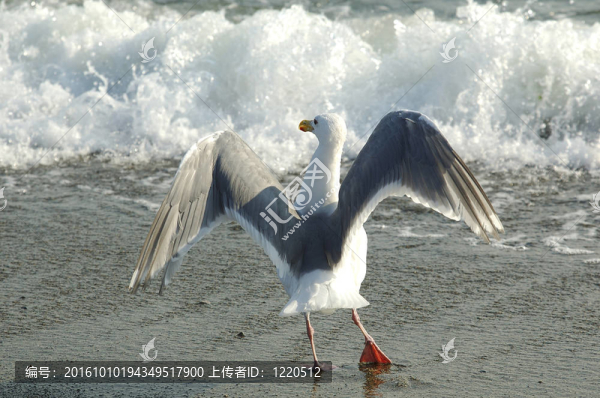在波的足海鷗