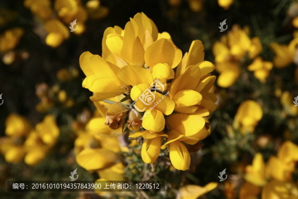 金雀花叢