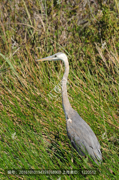 大藍(lán)鷺（Ardea,herodias）在沼澤地；佛羅里達(dá)州
