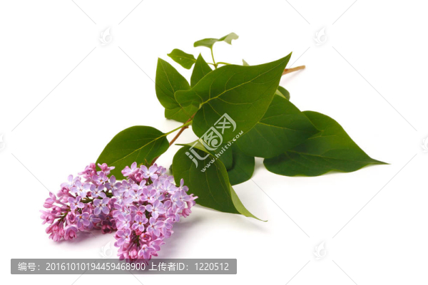 紫丁香