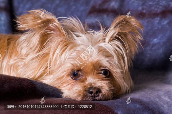 可愛的小梗犬