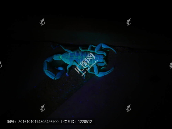 紫外線下的蝎子4