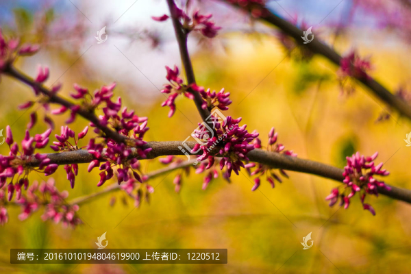 選擇性聚焦的花