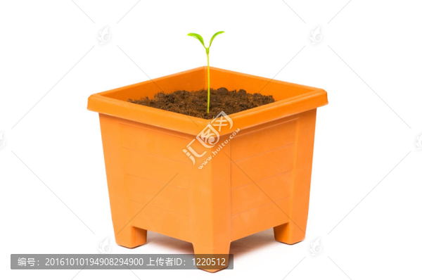 在粘土盆栽綠化苗木