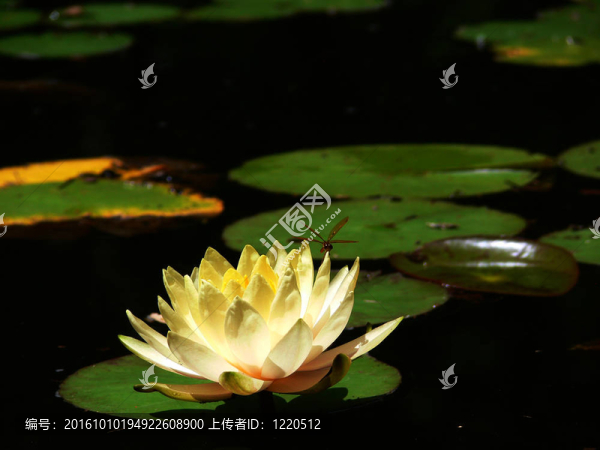 蜻蜓和睡蓮5