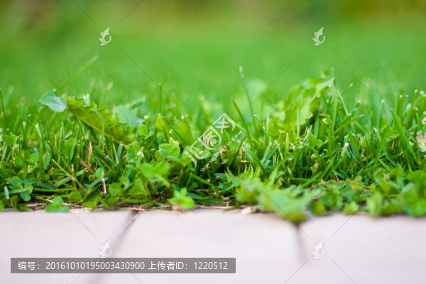 路旁邊的草。