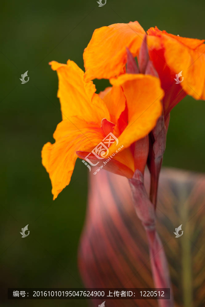 輻射Canna,Lily