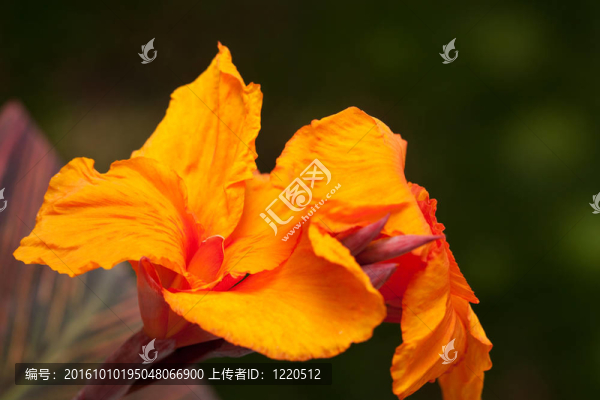 輻射Canna,Lily