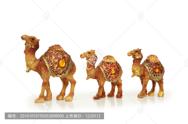 白色駱駝的駱駝