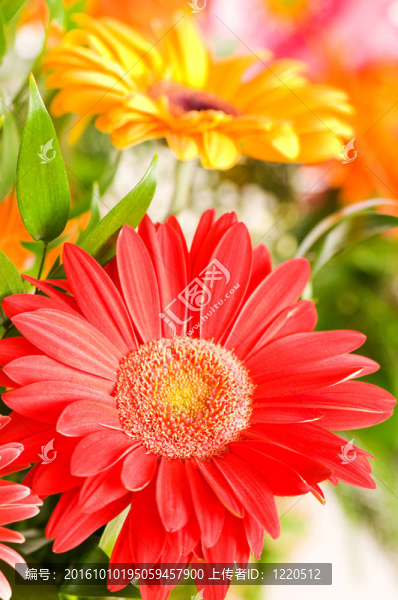 紅太陽花卉與綠色背景模糊