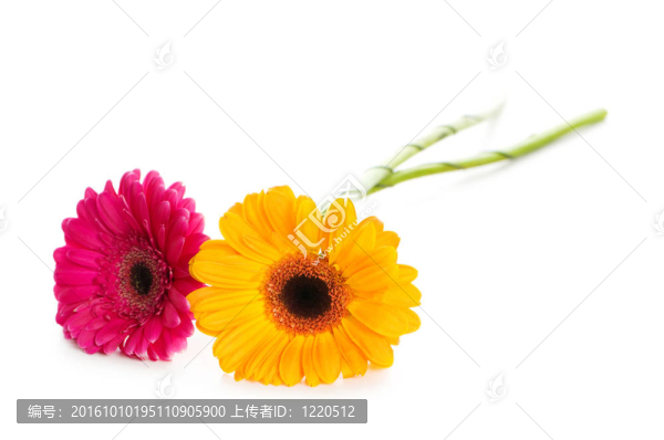 兩非洲菊孤立在白色
