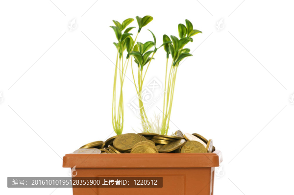 從一堆硬幣中成長的綠色幼苗