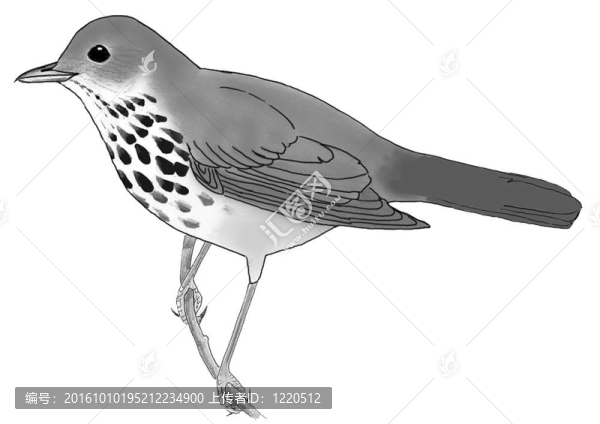 畫眉鳥