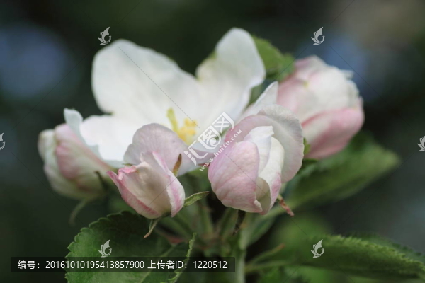 蘋果花