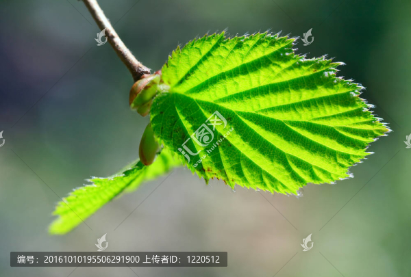 用綠色的葉鵝耳櫪春梢