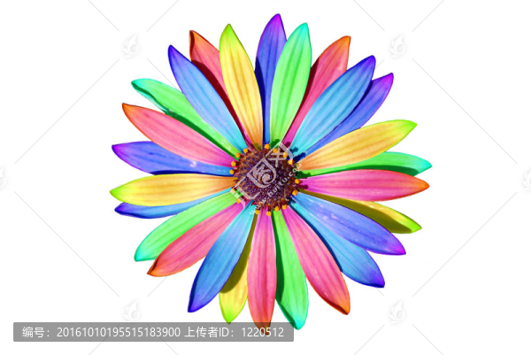 白色非洲菊花