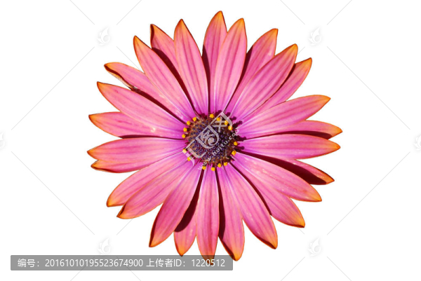 白色非洲菊花
