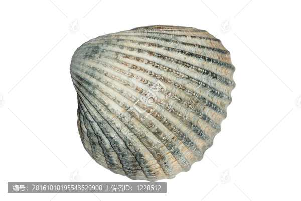 常見的海扇殼（Cerastoderma,Edule）