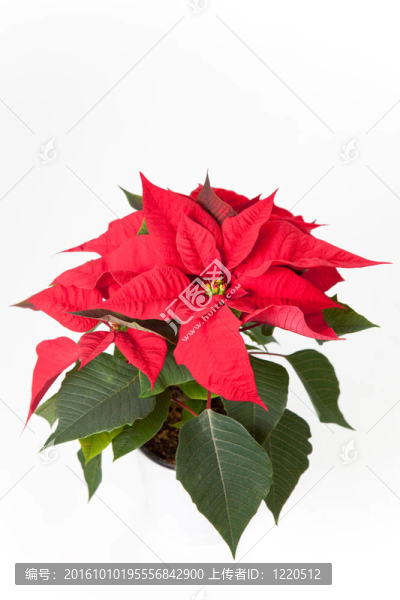孤立的紅色一品紅