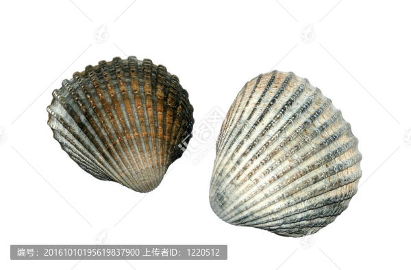 常見的海扇殼（Cerastoderma,Edule）