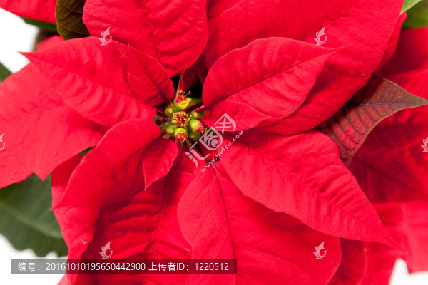 孤立的紅色一品紅