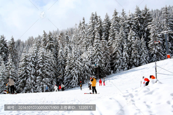 滑雪和高山森林