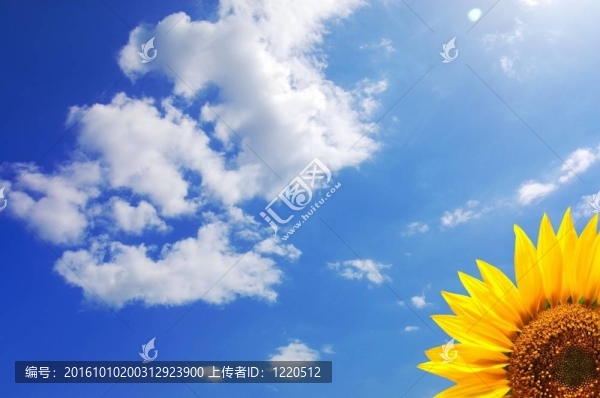 藍天與向日葵