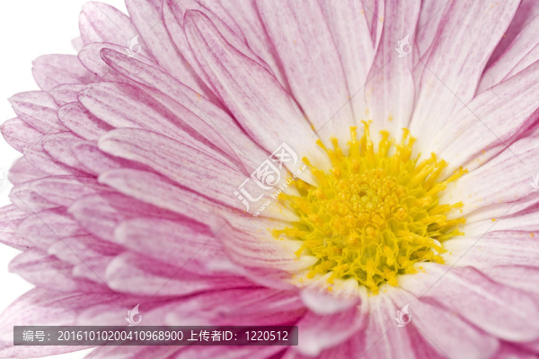金菊花或菊花近白