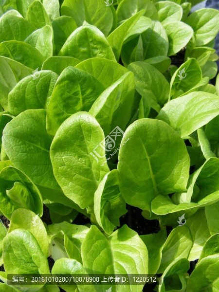 一顆小生菜