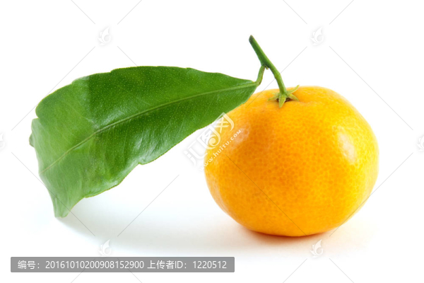 白背景葉