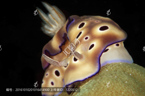 昆士蘭Risbecia