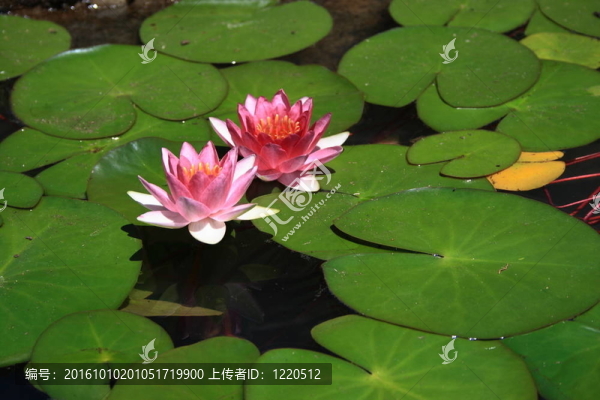 百合花墊