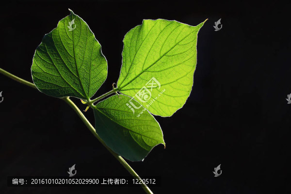 綠色的葉子