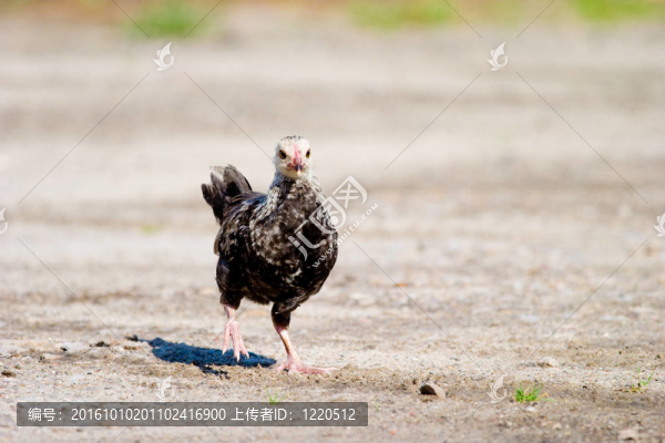 野生鳥類