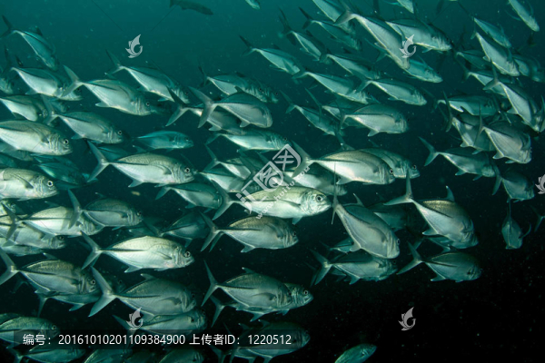 學(xué)校杰克魚
