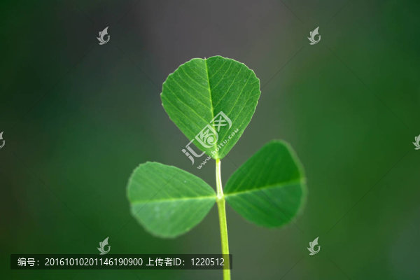 三葉草
