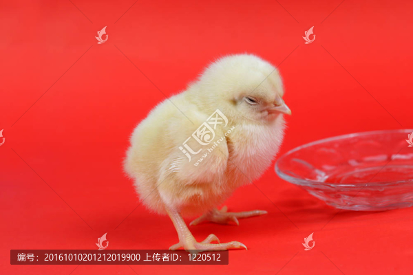 雞