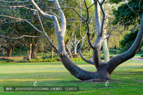 樹