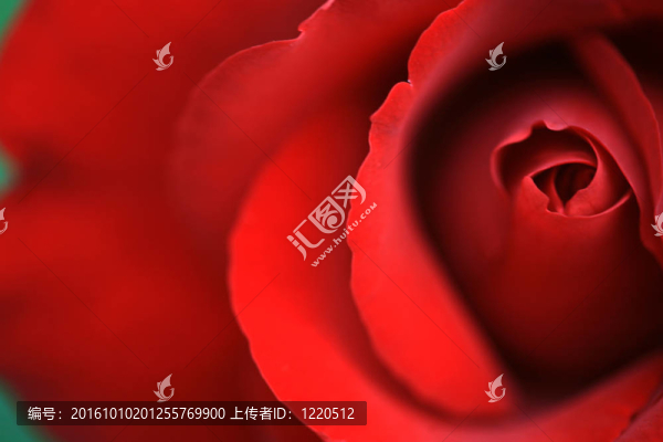 紅玫瑰