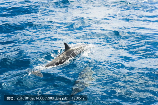 海洋-匯圖網(wǎng) fosd68.com 海洋