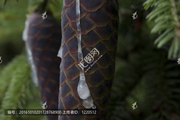 云杉球果