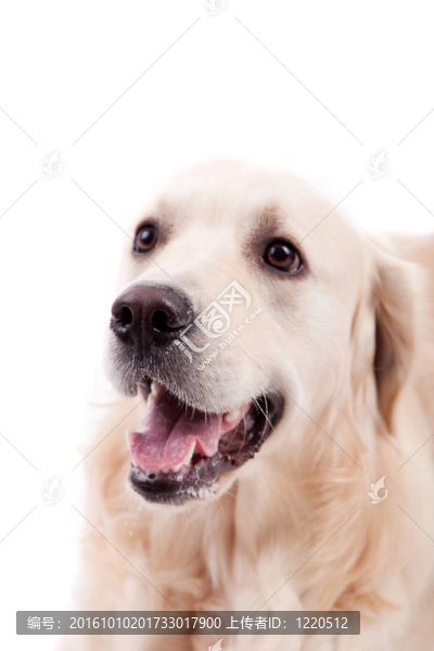 金毛獵犬的肖像