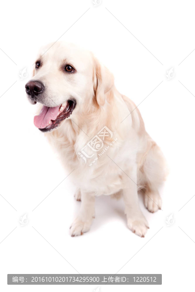 金毛獵犬的肖像