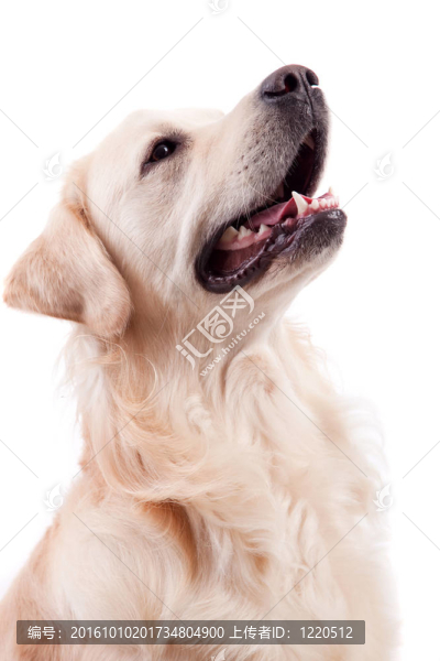 金毛獵犬的肖像