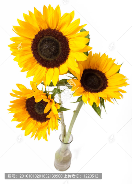 向日葵花束