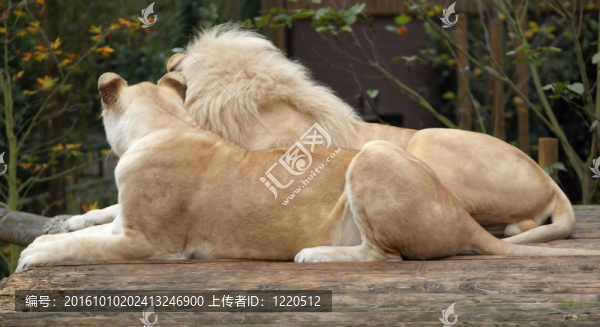 白獅夫婦