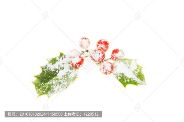 白雪覆蓋的冬青