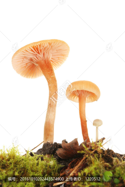 毒蕈